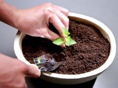 如何给盆栽植物配置盆土