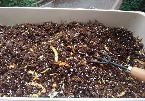 如何给盆栽植物配置盆土5