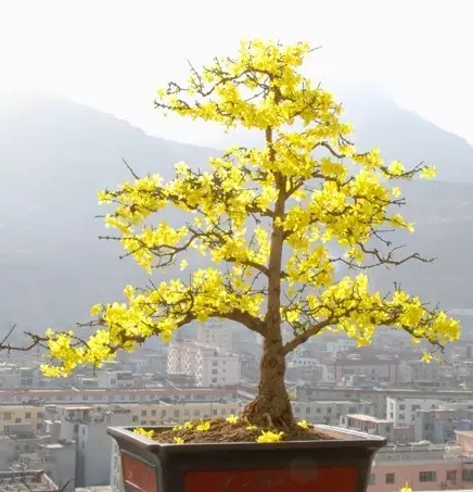 迎春花栽培护养管理1