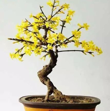 迎春花栽培护养管理3