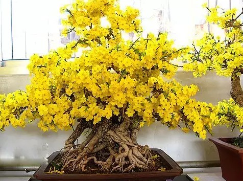 迎春花栽培护养管理6