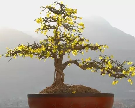 迎春花栽培护养管理2