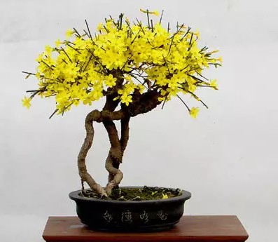 迎春花栽培护养管理7