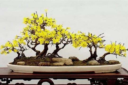 迎春花栽培护养管理5