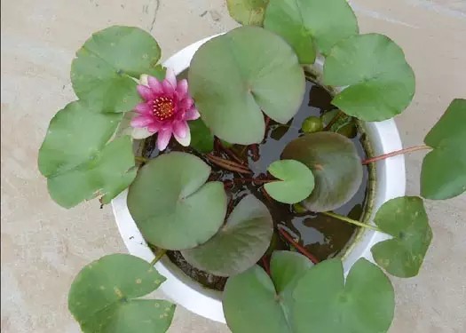 家庭盆养荷花不开花的原因3