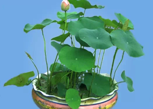 家庭盆养荷花不开花的原因1