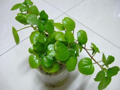 常青藤盆景的栽培与管理4