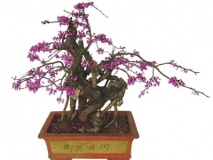 紫荆盆景的养护管理