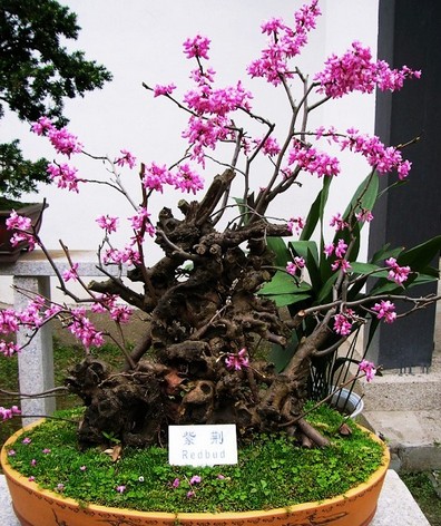 紫荆盆景养护方法4