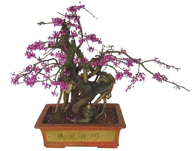 紫荆盆景养护方法1