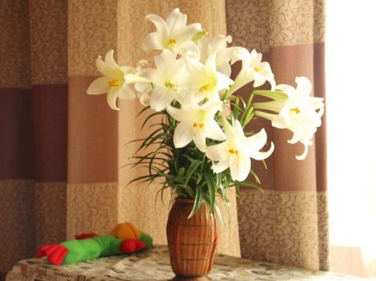 百合花盆景的栽培与养护4