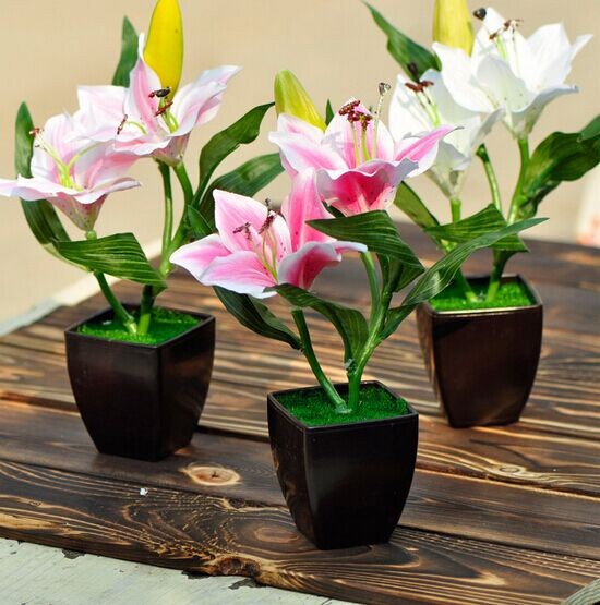 百合花盆景的栽培与养护3