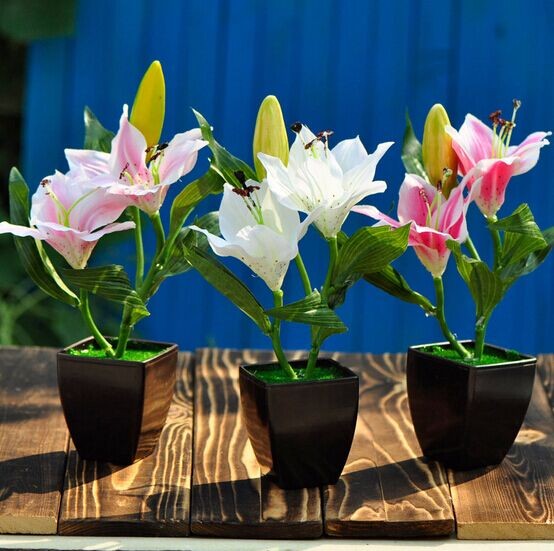 百合花盆景的栽培与养护2