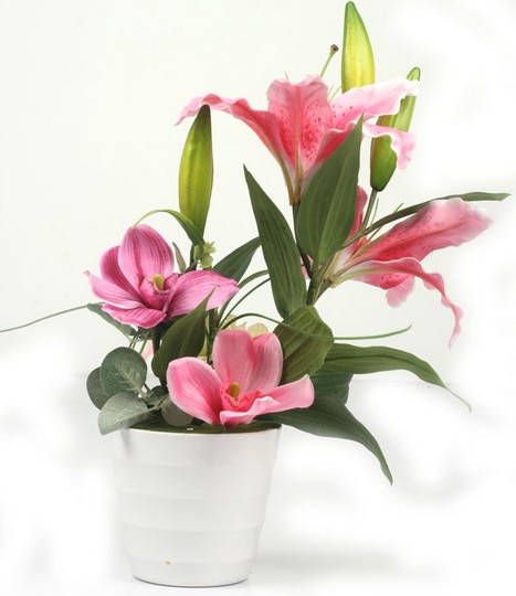 百合花盆景的栽培与养护1
