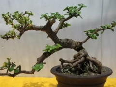 玉叶盆景的养护管理