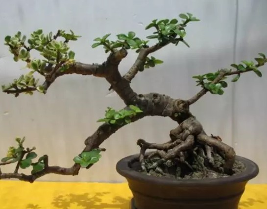 玉叶盆景的养护管理1
