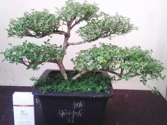 六月雪盆景养护管理