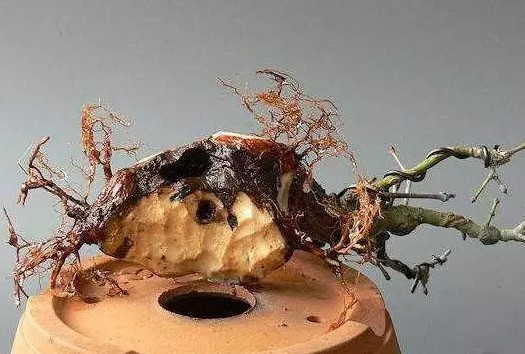 怎样给盆景补根8