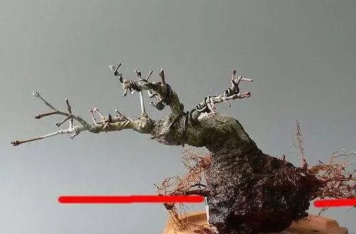 怎样给盆景补根7