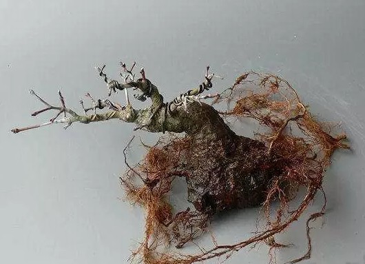 怎样给盆景补根6