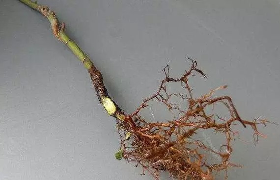 怎样给盆景补根11