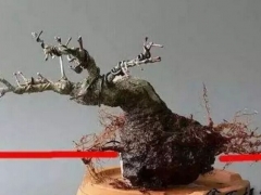 怎样给盆景补根