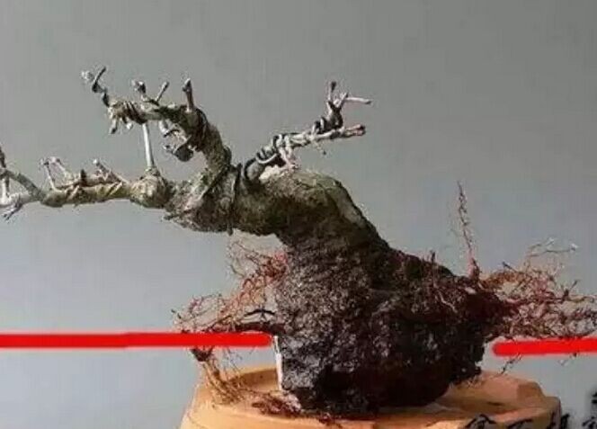 怎样给盆景补根1