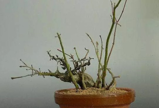 怎样给盆景补根16