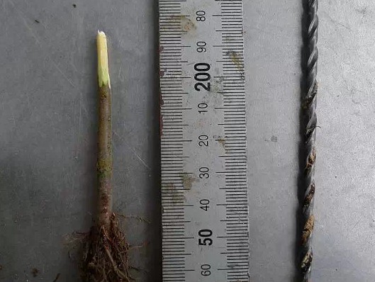 怎样给盆景补根18