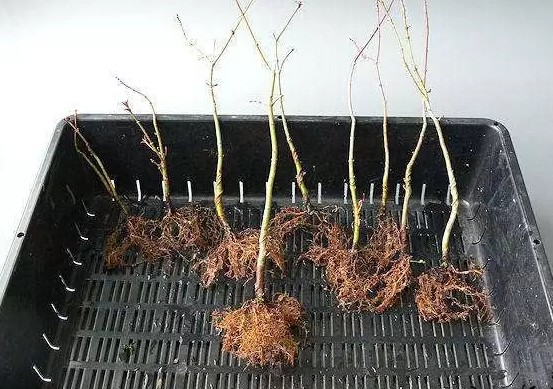 怎样给盆景补根4