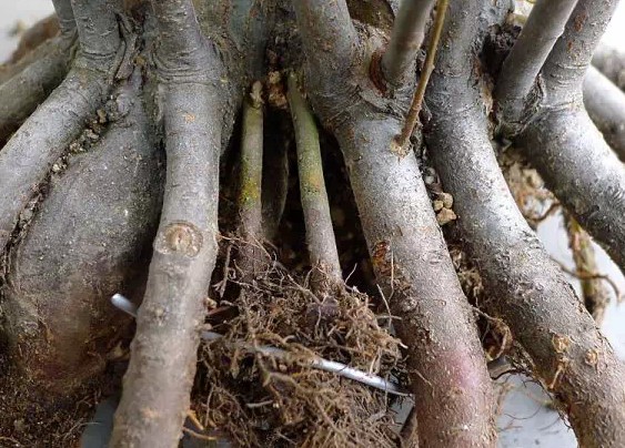 怎样给盆景补根20