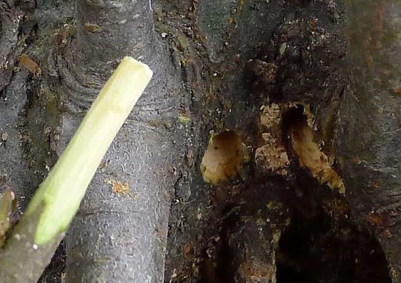 怎样给盆景补根19