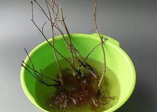怎样给盆景补根5