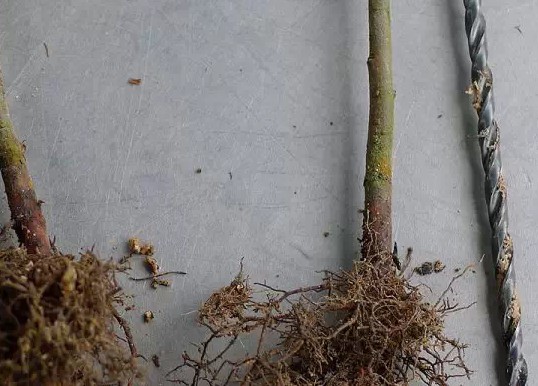 怎样给盆景补根9