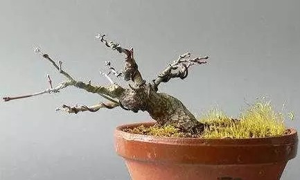 怎样给盆景补根2
