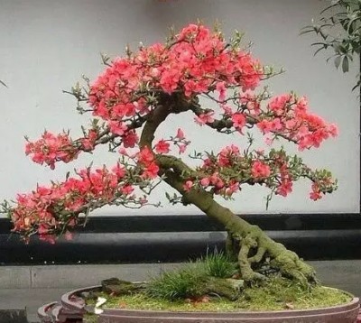 盆栽海棠养护管理3