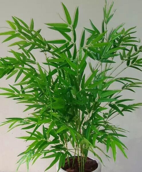 凤尾竹养殖的注意事项2