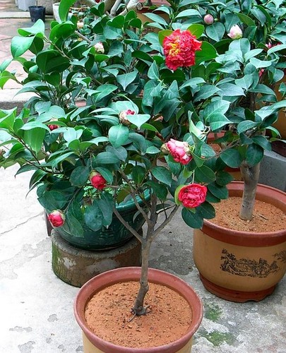 盆栽山茶花病虫害防治2