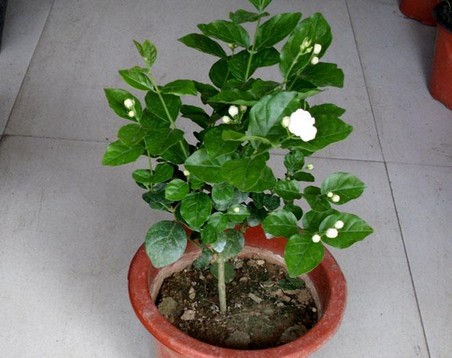 茉莉花盆景养护方法6