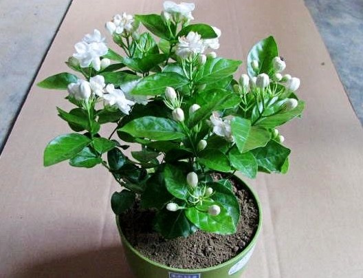 茉莉花盆景养护方法6