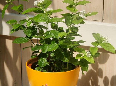 茉莉花盆景养护方法7
