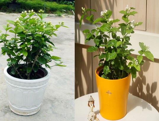 茉莉花盆景养护方法2