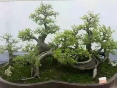 冬季盆景防冻方法