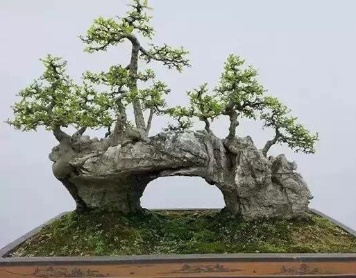 冬季盆景防冻方法4