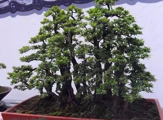 冬季盆景防冻方法5
