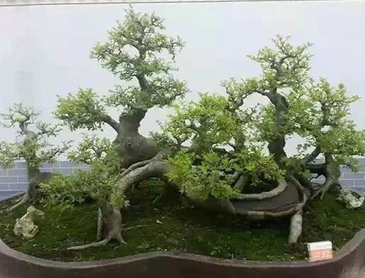 冬季盆景防冻方法1