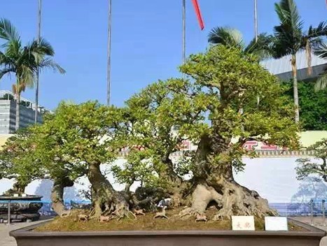 冬季盆景防冻方法2