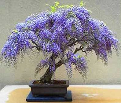 紫藤盆景养护管理3
