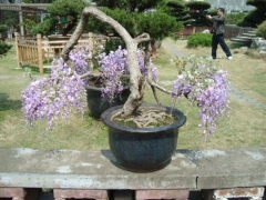 紫藤盆景养护管理