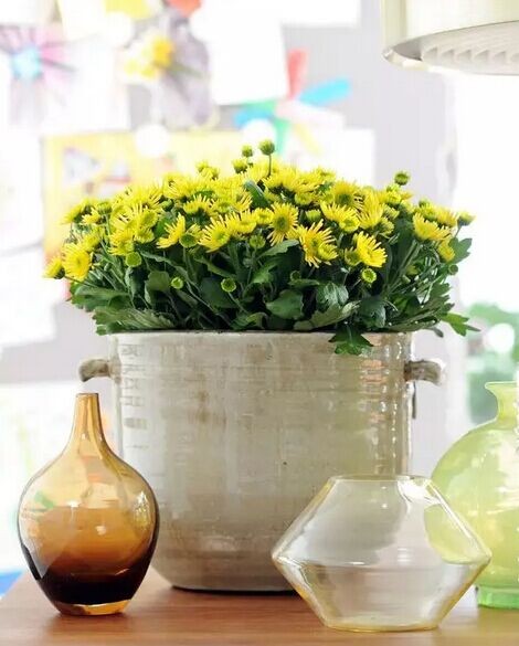 盆栽菊花的养殖方法6